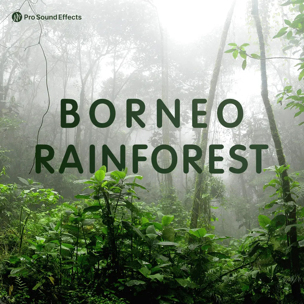 音效：沉浸式户外冒险婆罗洲雨林原始丛林VLOG纪录片环境氛围音效库 Pro Sound Effects Borneo Rainforest（13194）