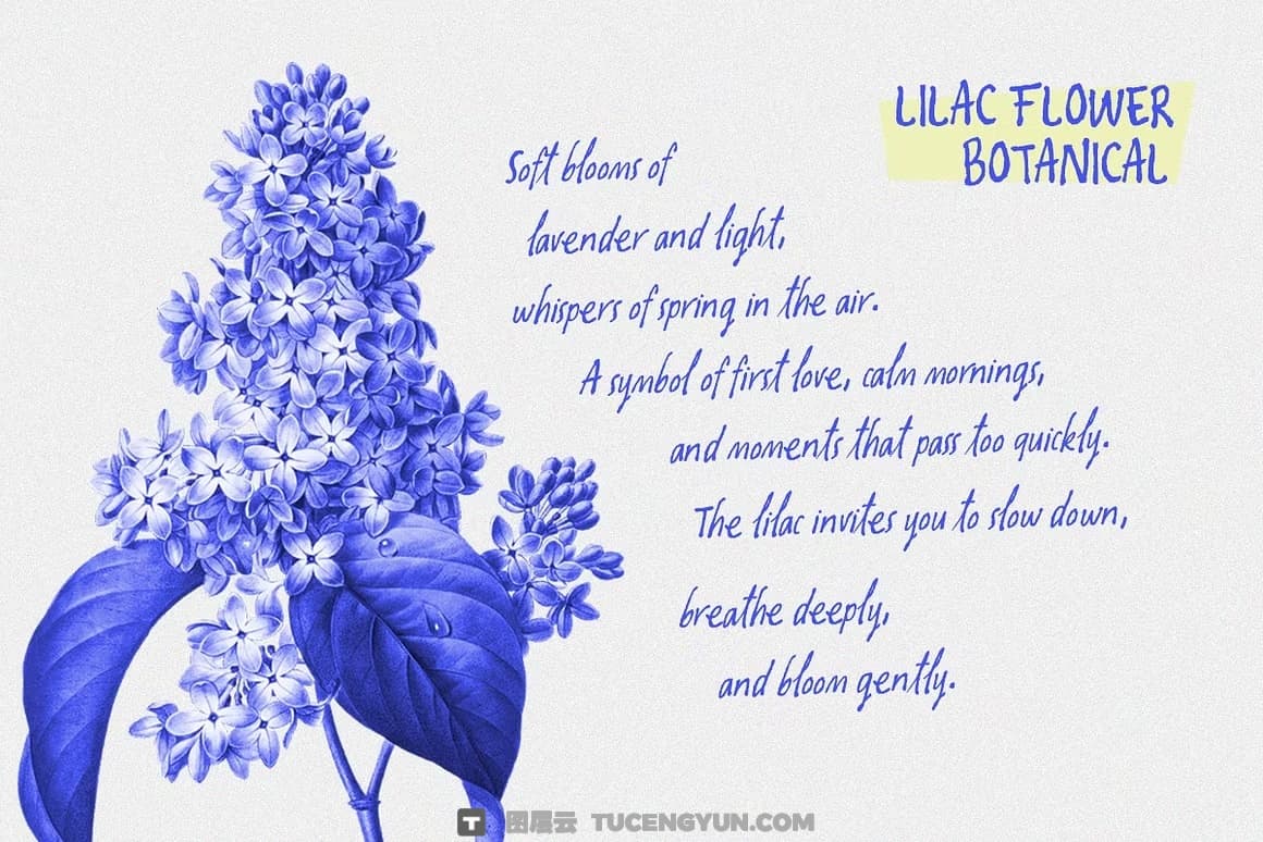 英文字体：复古潦草做旧手写风格钢笔水墨墨迹纹理笔触字体包 Oliver Whisper Messy Handwritten（13439）