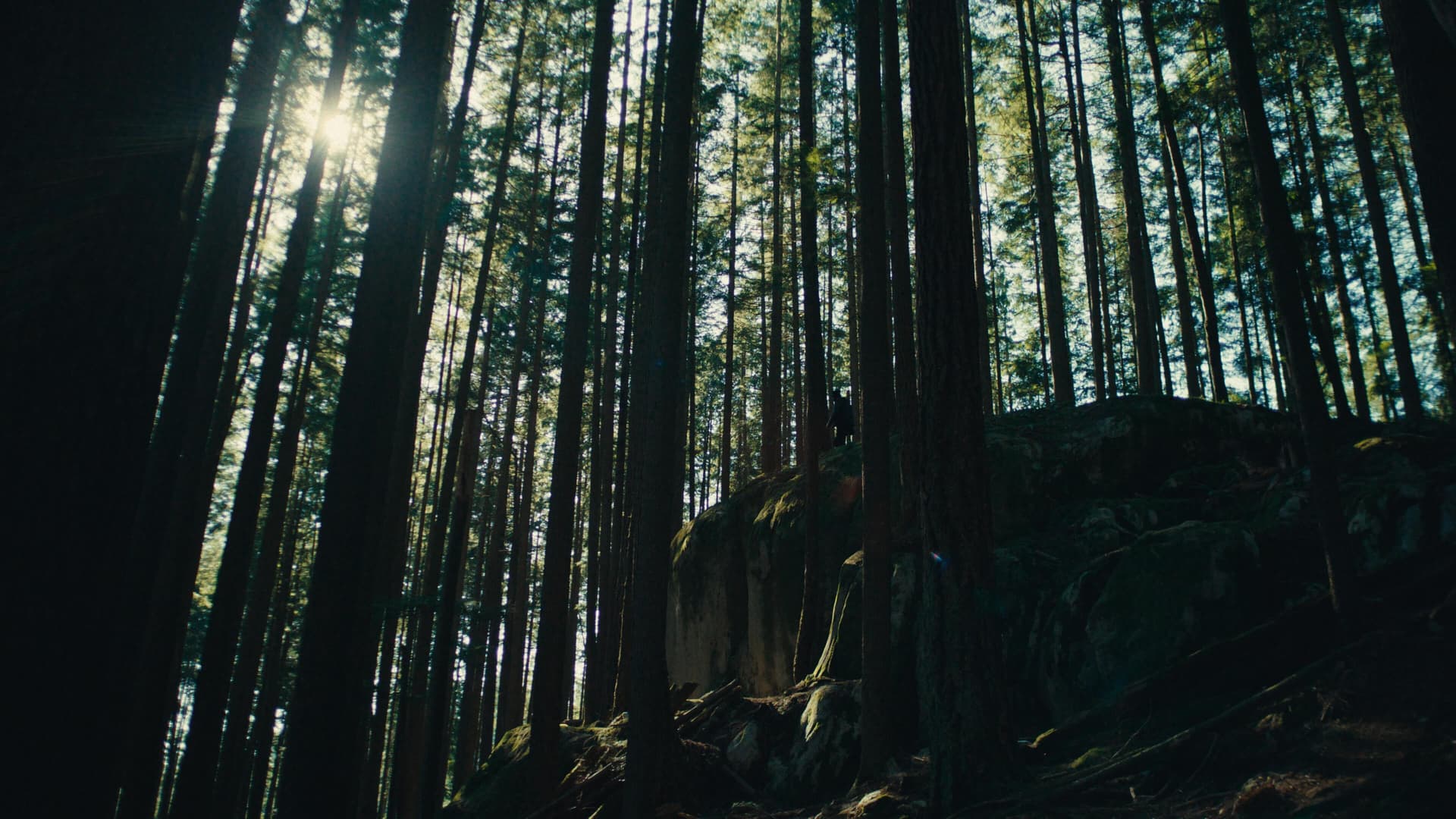 全新奈飞电影美学柯达250D胶片仿真模拟色彩外观LUT调色预设 Kodak 250D Cinematic LUTs（13460）