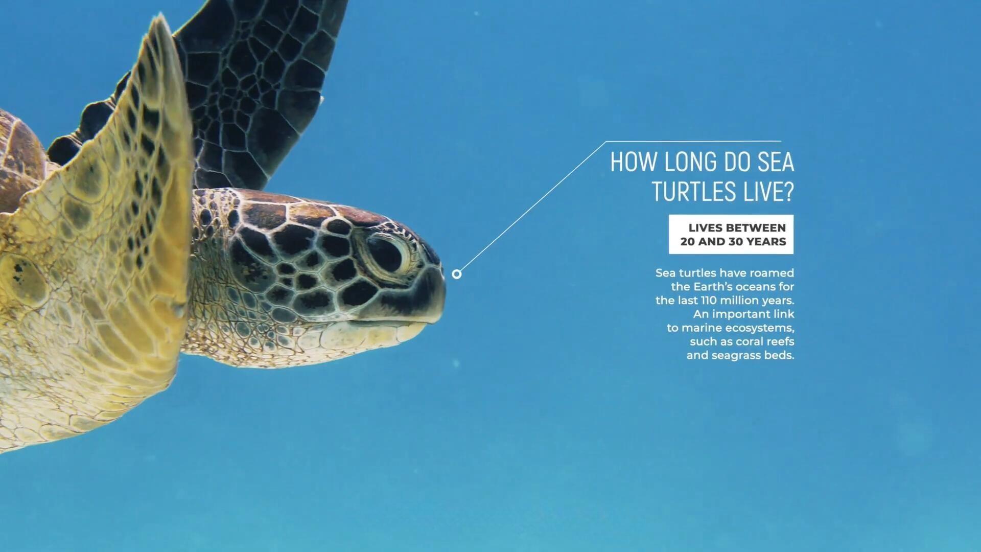 FCPX插件：30种一键式自动跟踪线条呼出式文字标题数据标注动画效果插件 Paragraph Callouts（13137）