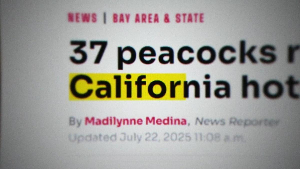 AE/PR模板：热门纪录片风格关键词匹配剪辑屏幕对焦效果动画（13056）