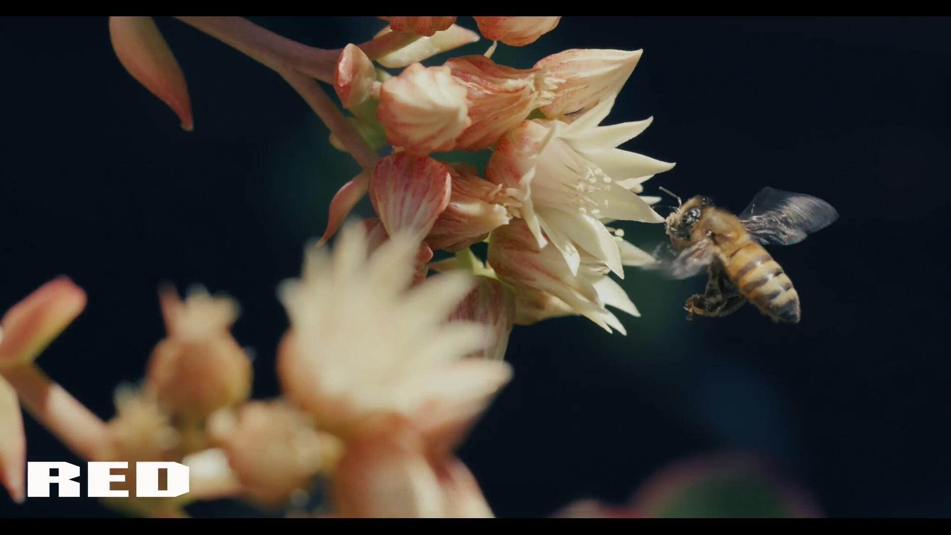 AE/PR插件：热门电影级色彩分级极简滑块工具汉化版 Shift for Adobe PR/AE WIN（13188）