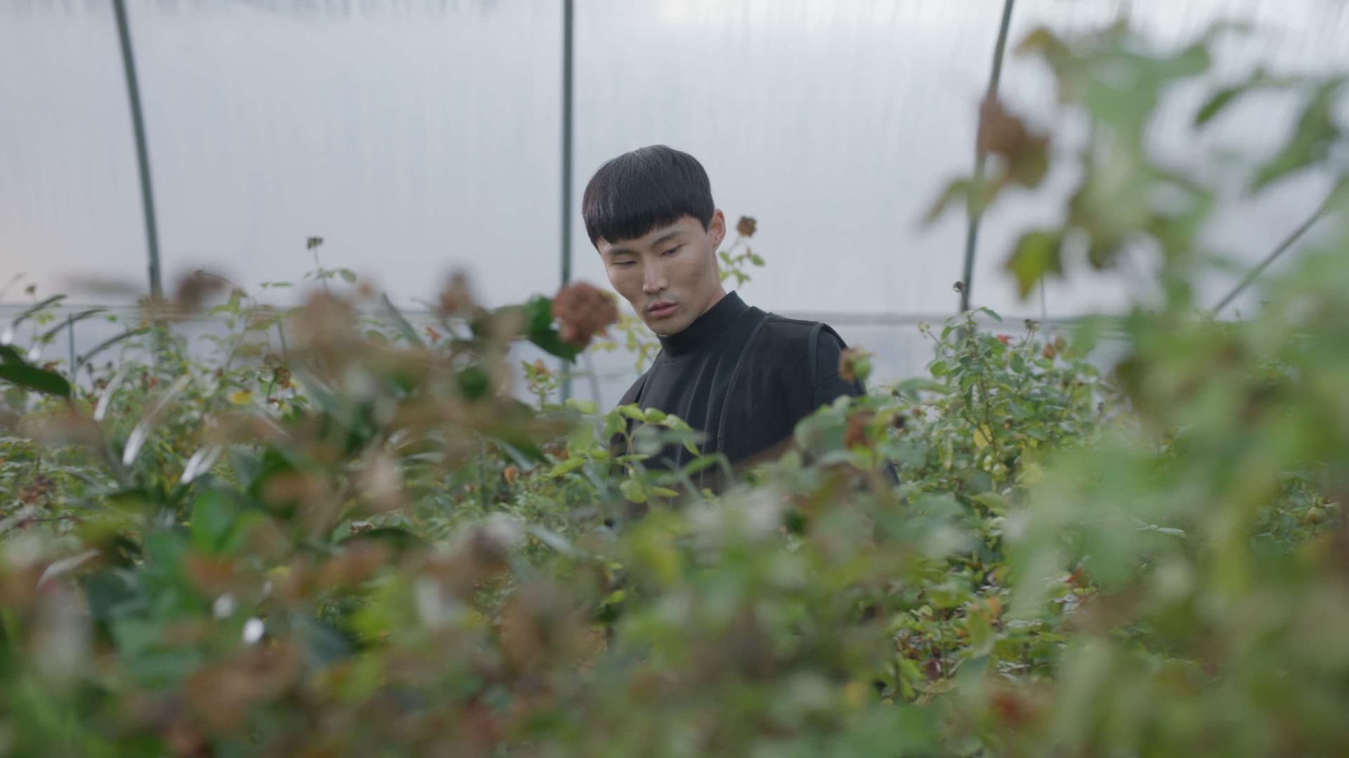 全新奈飞电影美学柯达250D胶片仿真模拟色彩外观LUT调色预设 Kodak 250D Cinematic LUTs（13460）