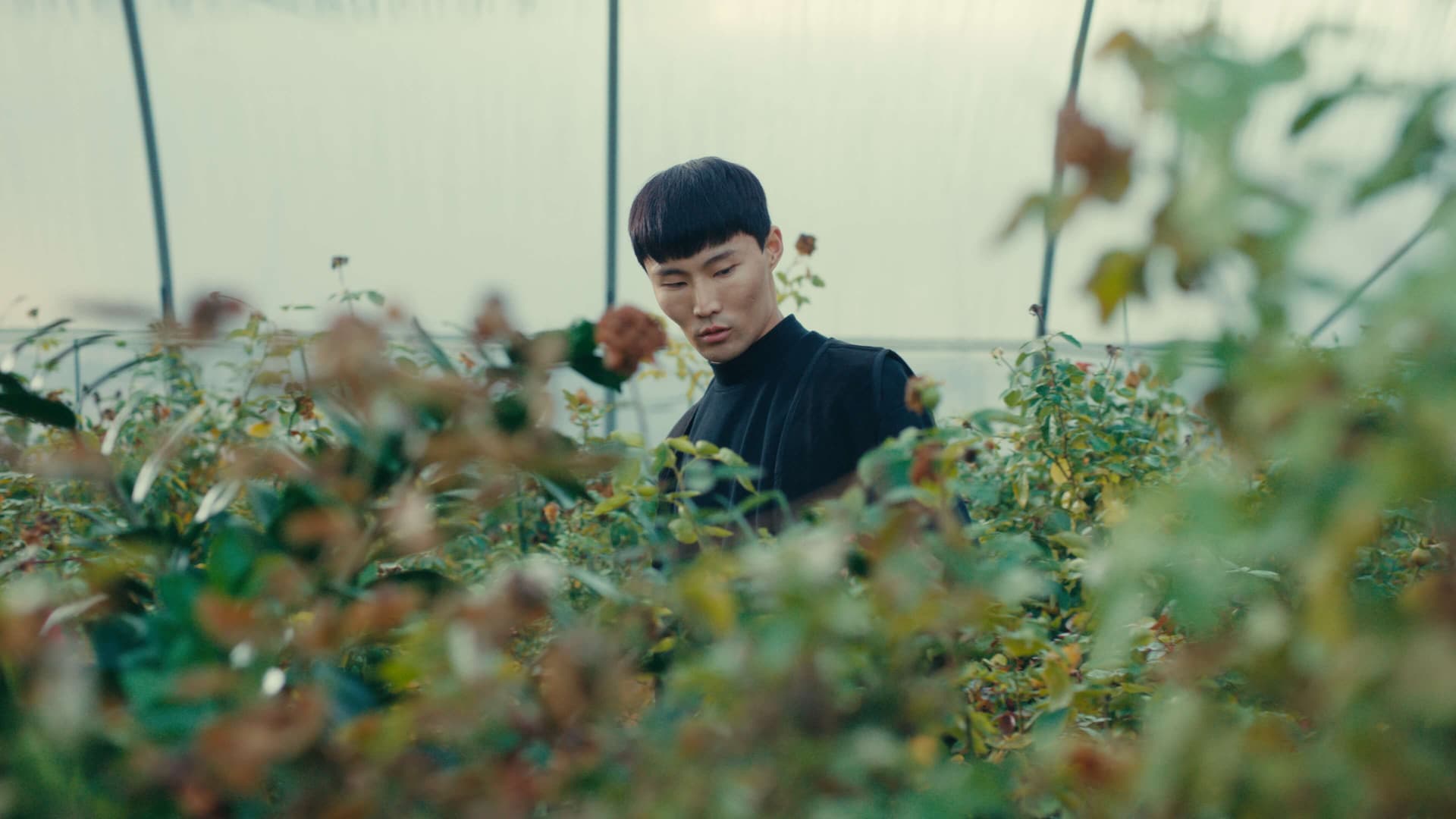 全新奈飞电影美学柯达250D胶片仿真模拟色彩外观LUT调色预设 Kodak 250D Cinematic LUTs（13460）