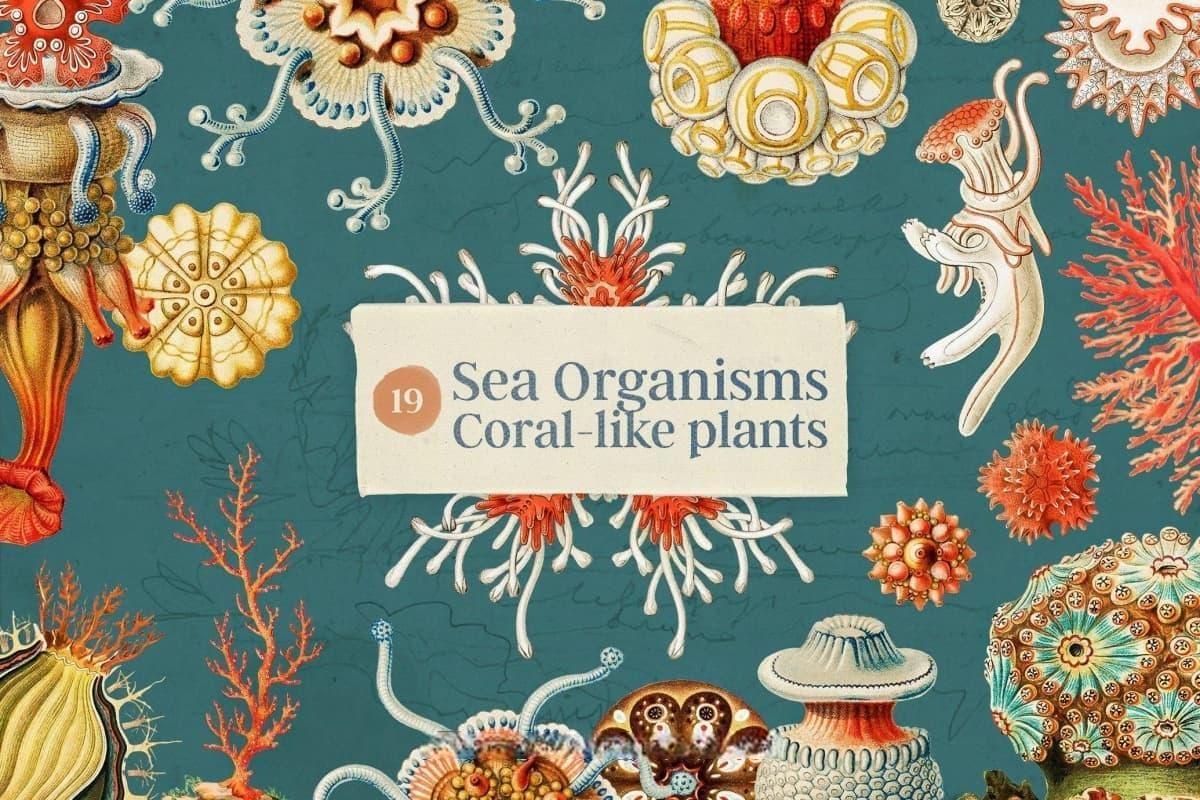 349个老式海洋档案拼贴艺术海洋鱼类海星乌贼螃蟹珊瑚贝壳海螺插画沙滩背景JPG+PNG免扣元素图片素材 Oceanic Archive — Sea Elements Bundle(13064) 349个老式海洋档案拼贴艺术海洋鱼类海星乌贼螃蟹珊瑚贝壳海螺插画沙滩背景JPG+PNG免扣元素图片素材 Oceanic Archive — Sea Elements Bundle(13064)