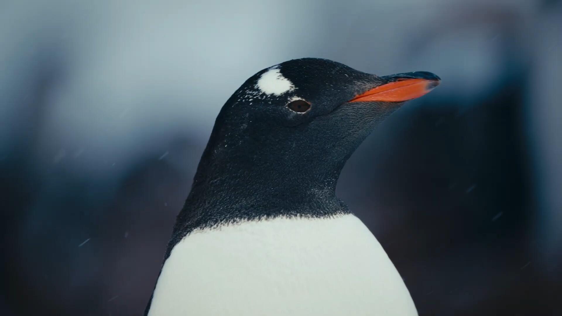 柯达2383电影美学胶片模拟色彩达芬奇调色节+练习素材 Kodak 2383 Film Emulation POWERGRADE(13020) 柯达2383电影美学胶片模拟色彩达芬奇调色节+练习素材 Kodak 2383 Film Emulation POWERGRADE(13020)